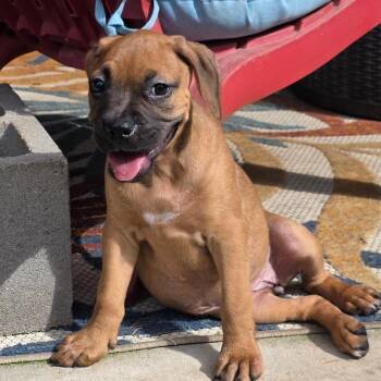 Marmalade DD -  Boxer Dog for Adoption in Austin, Texas - Marmalade DD | PetCurious