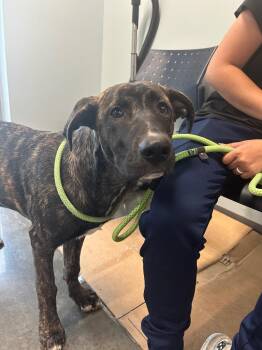 Labrador Retriever and Pit Bull Terrier Dogs Available for Adoption in Gautier, Mississippi - Frito | PetCurious