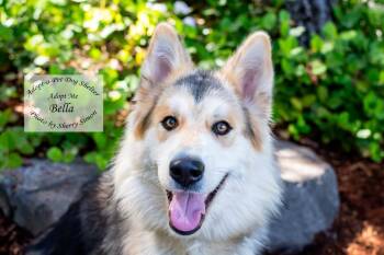 BELLA -  Husky Dog for Adoption in Shelton, Washington - BELLA | PetCurious