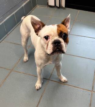 Cronut -  Mixed Breed Dog for Adoption in Nashville, Tennessee - Cronut | PetCurious
