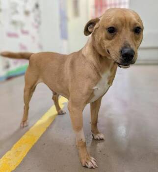 Shar Pei Dogs Available for Adoption - 4350 Helios | PetCurious