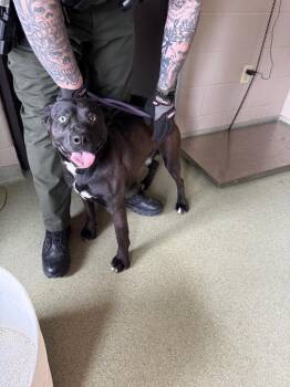 Mixed Breed Dogs Available for Adoption in Gallatin, Tennessee - Hopper | PetCurious