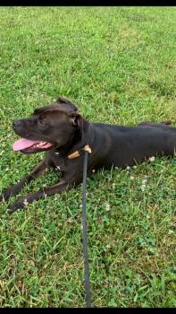 Rescue Mixed Breed Dogs for Adoption in Cincinnati, Ohio - Coco | PetCurious