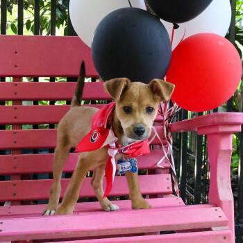 Kalach -  Labrador Retriever Dog for Adoption in Wake Forest, North Carolina - Kalach | PetCurious