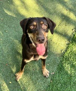 Lotus -  Mixed Breed Dog for Adoption in Raleigh, North Carolina - Lotus | PetCurious