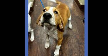Hound Dogs Available for Adoption - Wall-e | PetCurious