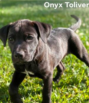 Labrador Retriever and Mountain Cur Dogs Available for Adoption in El Dorado, Arkansas - Onyx | PetCurious