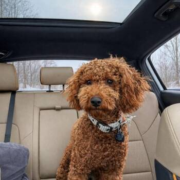 Poodle Dogs Available for Adoption - Tom | PetCurious