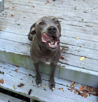 Semira -  Terrier Dog for Adoption in Longview, Texas - Semira | PetCurious