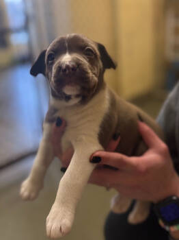 Rescue Terrier Dogs for Adoption in Corinth, Mississippi - Aspen 25D-352 | PetCurious