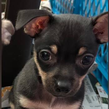 Asher -  Mixed Breed Dog for Adoption in Dekalb, Illinois - Asher | PetCurious