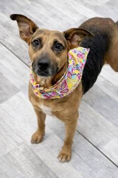 Basset Hound Dogs Available for Adoption in Olympia, Washington - Daisy | PetCurious