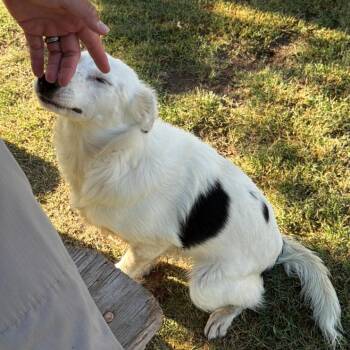 Aimee -  Australian Shepherd and Mixed Breed Dog for Adoption - Aimee | PetCurious