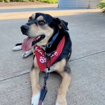 Shepherd Dogs Available for Adoption - Buster Boo | PetCurious