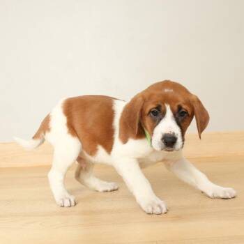 Basset Hound and Mixed Breed Dogs Available for Adoption - Hemlock D68164 | PetCurious