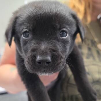 Rescue Black Labrador Retriever and German Shepherd Dog Dogs for Adoption in Kingman, Kansas - Ciarah Pups_4-orange | PetCurious