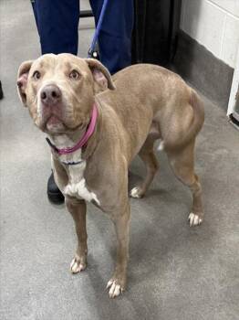 Pit Bull Terrier Dogs Available for Adoption - FENDI | PetCurious