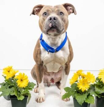Mixed Breed Dogs Available for Adoption in West Chester, Pennsylvania - Echo | PetCurious