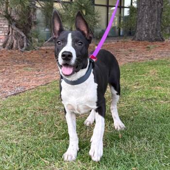 670 (2026) Dozer -  Pit Bull Terrier and Mixed Breed Dog for Adoption in Parker, Colorado - 670 (2026) Dozer | PetCurious