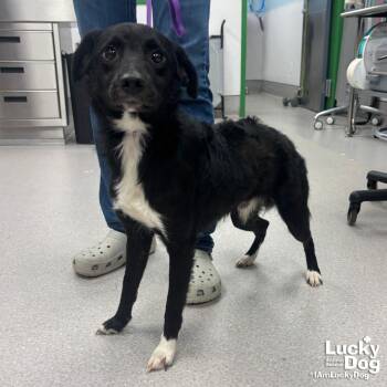 Bass -  Spaniel Dog for Adoption in Washington, District Of Columbia - Bass | PetCurious