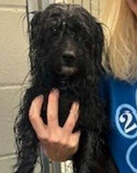 Pip -  Mixed Breed Dog Available for Adoption in Morristown, New Jersey - Pip | PetCurious