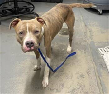 American Bulldog and American Staffordshire Terrier Dogs Available for Adoption - KRONOS | PetCurious