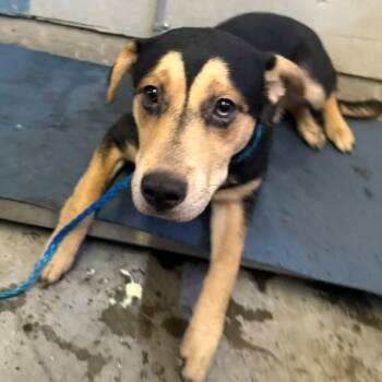 PEET -  Siberian Husky and Cairn Terrier Dog for Adoption in Camarillo, California - PEET | PetCurious