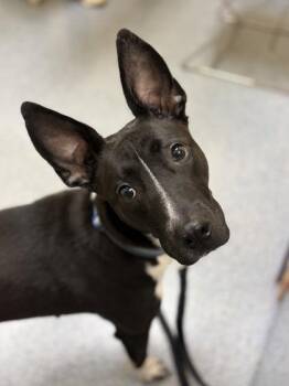Shepherd and Pit Bull Terrier Dogs Available for Adoption in Westland, Michigan - Dakota | PetCurious
