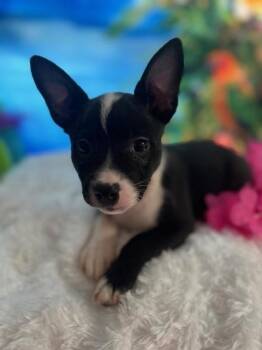Lani -  Schnauzer and Terrier Dog for Adoption in Milton, Georgia - Lani | PetCurious