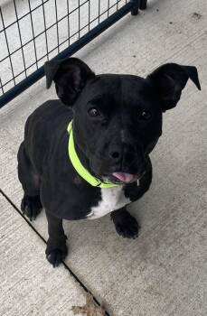 Nova -  Pit Bull Terrier Dog for Adoption in Salem, Ohio - Nova | PetCurious