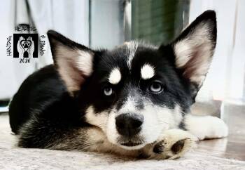 Constance Hatchaway -  Pomeranian and Husky Dog for Adoption in Omaha, Nebraska - Constance Hatchaway | PetCurious