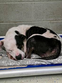 Bessie -  Pit Bull Terrier Dog for Adoption in Detroit Lakes, Minnesota - Bessie | PetCurious