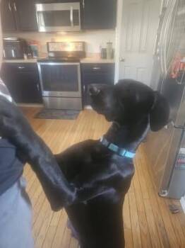 Chapo -  Great Dane Dog for Adoption in Colorado Springs, Colorado - Chapo | PetCurious
