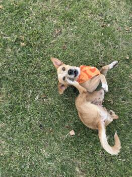 Jack Russell Terrier and Chihuahua Dogs Available for Adoption in Phoenix, Arizona - Bea | PetCurious