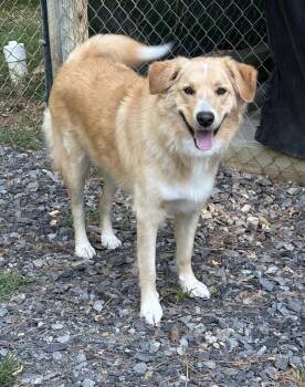 Bo -  Golden Retriever Dog for Adoption in Heber Springs, Arkansas - Bo | PetCurious