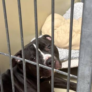 Carter -  Mixed Breed Dog for Adoption in Philadelphia, Pennsylvania - Carter | PetCurious