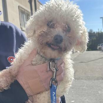 Poodle and Mixed Breed Dogs Available for Adoption - LOLITA | PetCurious