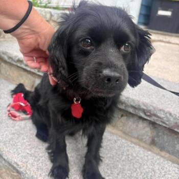 Dicky -  Cavalier King Charles Spaniel and Poodle Dog for Adoption in Groveland, Massachusetts - Dicky | PetCurious
