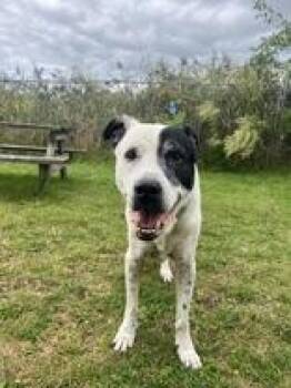 Harley -  Mixed Breed Dog for Adoption in Potsdam, New York - Harley | PetCurious