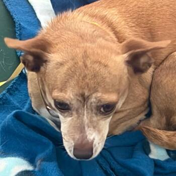 Venus -  Chihuahua and Mixed Breed Dog for Adoption in Middletown, Rhode Island - Venus | PetCurious