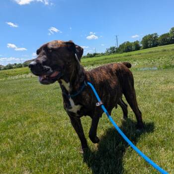 Bella -  Mixed Breed Dog for Adoption in Dekalb, Illinois - Bella | PetCurious