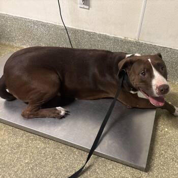 Brown sugar -  Pit Bull Terrier Dog for Adoption in San Gabriel, California - Brown Sugar | PetCurious