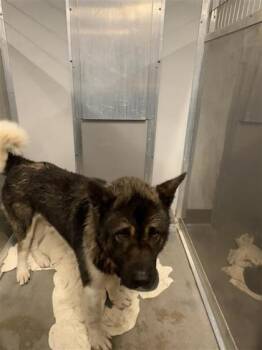 Ryu -  Akita and Mixed Breed Dog for Adoption in West Chester, Pennsylvania - Ryu | PetCurious