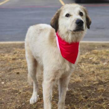 Rescue Great Pyrenees Dogs for Adoption in San Antonio, Texas - FRESA | PetCurious