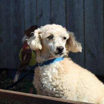 Rescue Poodle Dogs for Adoption in Neosho, Missouri - Little | PetCurious