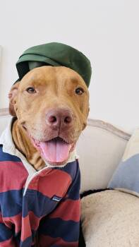 Rusty -  Pit Bull Terrier Dog for Adoption in Cool, California - Rusty | PetCurious