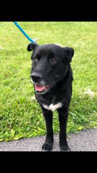 Black Labrador Retriever Dogs Available for Adoption in Elkins, West Virginia - Boe | PetCurious