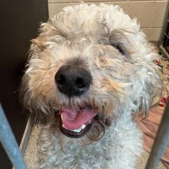 Poodle Dogs Available for Adoption in Matteson, Illinois - Draco | PetCurious