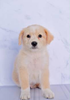 Forest -  Golden Retriever and Labrador Retriever Dog for Adoption in San Diego, California - Forest | PetCurious
