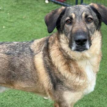 Loki -  German Shepherd Dog and Husky Dog for Adoption in Center Point, Texas - Loki | PetCurious